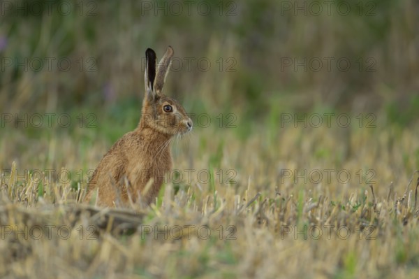 European brown hare (Lepus europaeus) adult animal in a farmland stubble field in summer, England, United Kingdom, Europe