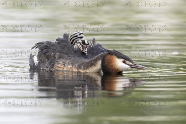 Great Crested Grebe (Podiceps Scalloped ribbonfish) with juveniles, Emsland, Lower Saxony, Germany, Europe
