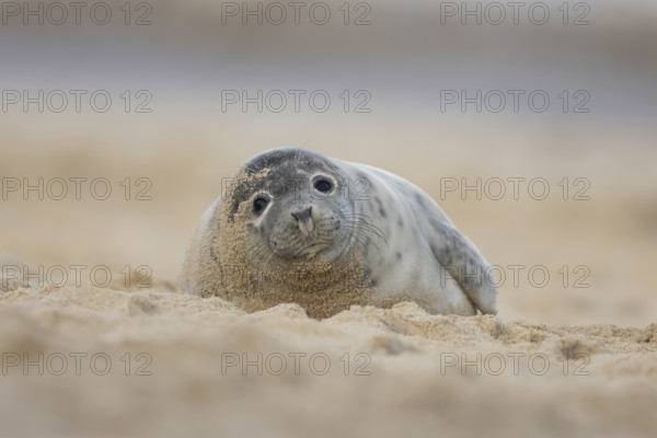 Grey seal (Halichoerus grypus) adult animal resting on a beach, England, United Kingdom, Europe