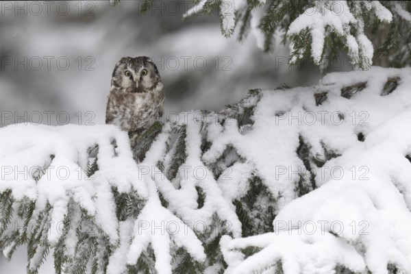 Long-eared owl (Asio otus) in a winter forest, Czech Republic, Europe