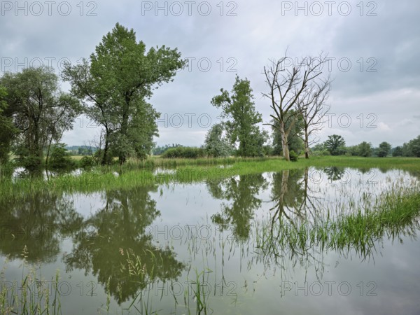 Trees standing in the flooded river Lorze, floodplain landscape, Reussspitz nature reserve, Maschwanden, Canton Zurich, Switzerland, Europe