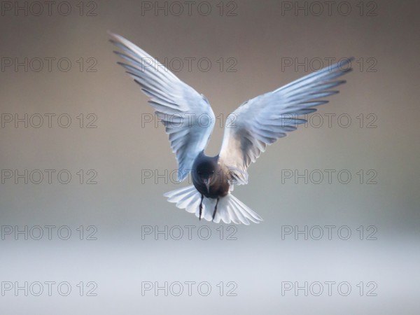 Black Tern (Chlidonias niger) flying, Mecklenburg-Western Pomerania, Germany, Europe