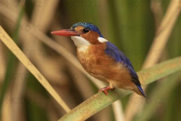 Malachite Kingfisher (Corythornis cristatus), Lake Baringo, Kenya, Africa