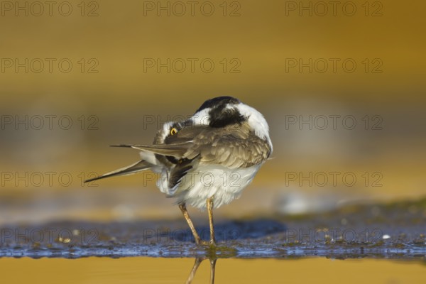 Little Ringed Plover (Charadrius dubius) female preening, North Rhine-Westphalia, Germany, Europe