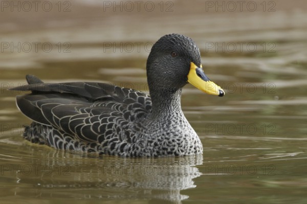 Yellow-billed Duck (Anas undulata), California, USA, North America