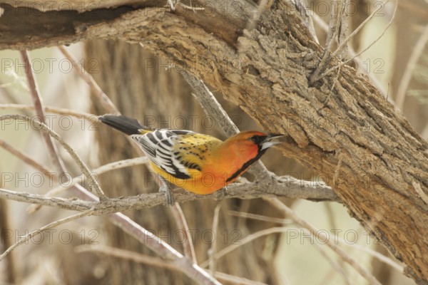 Streak-backed Oriole (Icterus pustulatus) male, California, USA, North America