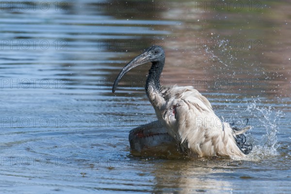 African Sacred Ibis (Threskiornis aethiopicus) bathing, Western Cape, South Africa, Africa