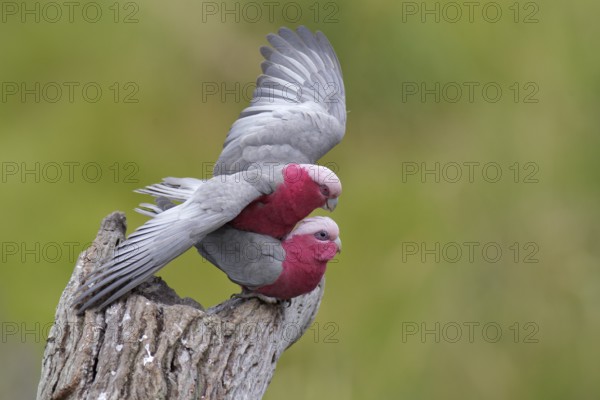 Galah (Eolophus roseicapilla) pair mating, Victoria, Australia, Oceania