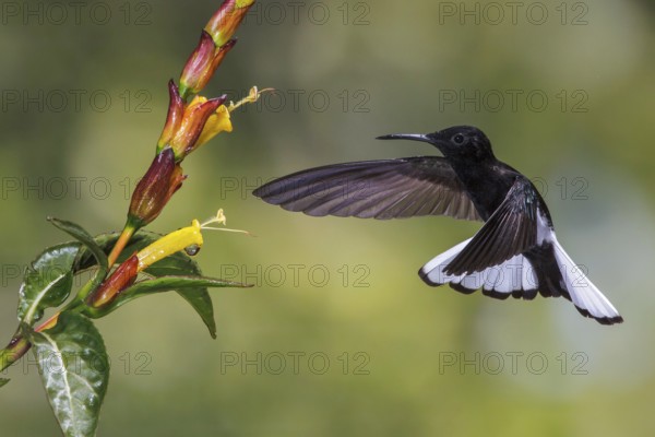Black Jacobin (Florisuga fusca) flying and feeding at a flower in the Atlantic rainforest of southeast Brazil