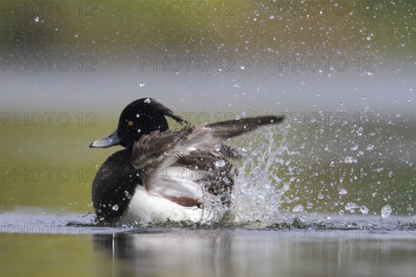 Tufted Duck (Aythya fuligula) male, North Rhine-Westphalia, Germany, Europe