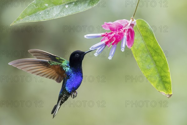 Velvet-purple Coronet (Boissonneaua jardini) flying while feeding at a flower in Colombia, South America