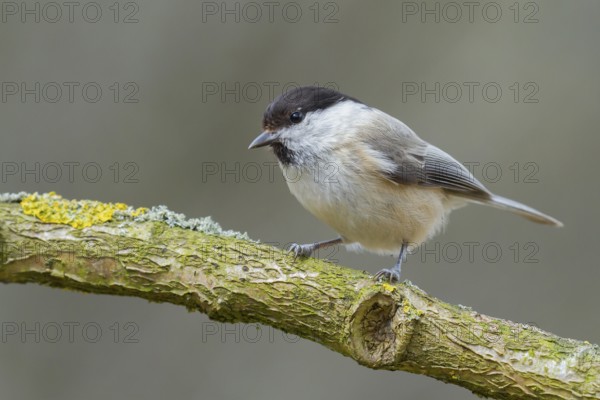 Marsh Tit (Poecile palustris) perched on a branch, Lower Saxony, Germany, Europe