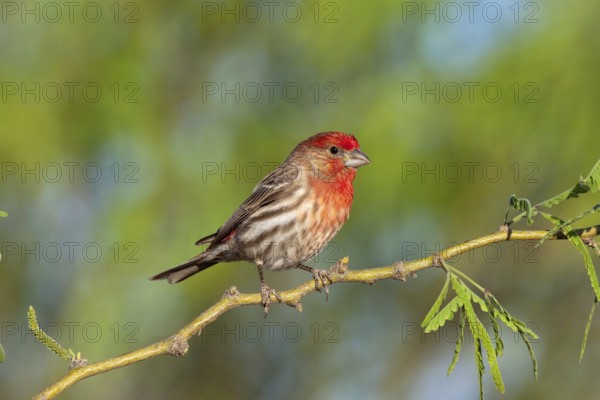House Finch Carpodacus mexicanus Amado, Santa Cruz County, Arizona, United States 16 April Adult Male Fringillidae