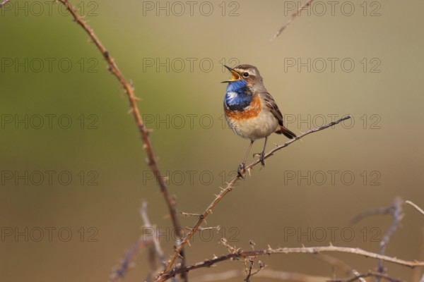 Bluethroat (Luscinia svecica cyanecula) male singing, Texel, Netherlands