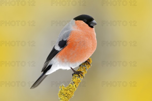 Red songbird Bullfinch sitting on yellow lichen branch, Sumava, Czech republic. Wildlife scene from nature. Bullfinch in forest, yellow tree leaves in the background