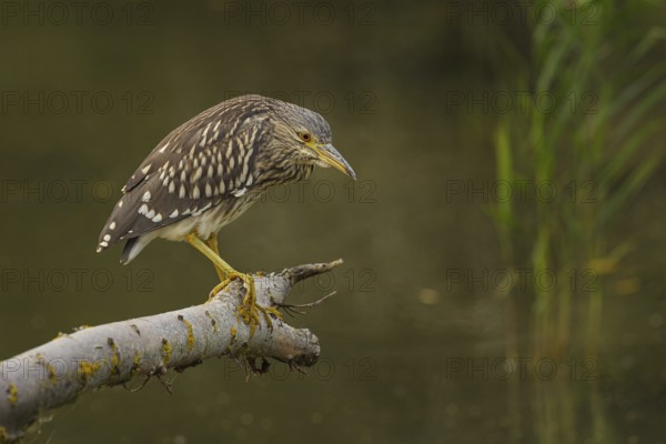 Juveniler Nachtreiher auf seinem Ansitzast bei der Jagd