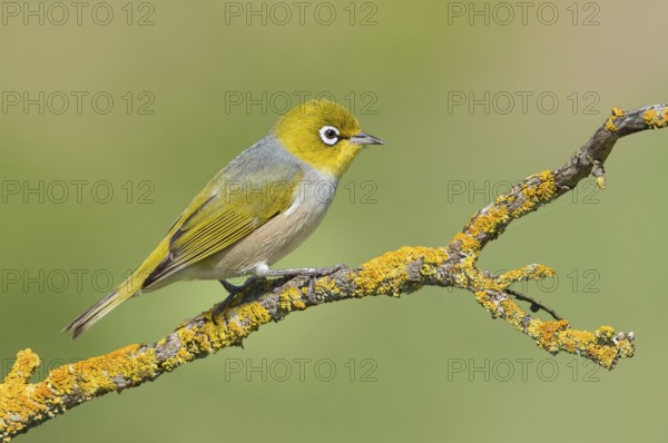 Silvereye (Zosterops lateralis), Victoria, Australia, Oceania