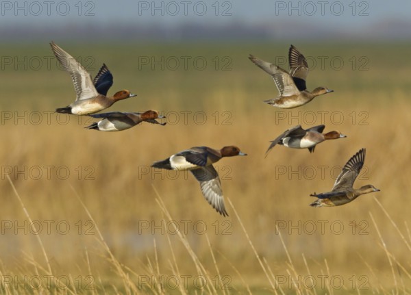 Eurasian Wigeon (Mareca penelope) male flying, Noordholland, Netherlands