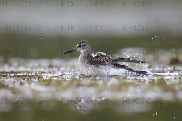 Wood Sandpiper (Tringa glareola) bathing, North Rhine-Westphalia, Germany, Europe