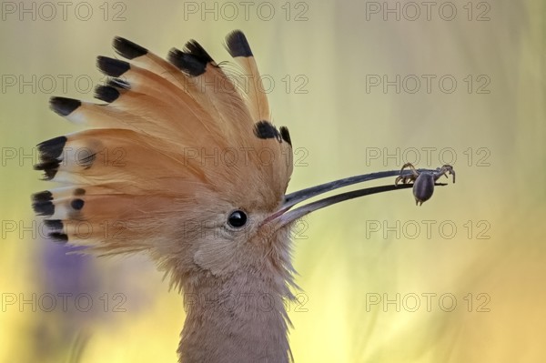 Eurasian Hoopoe (Upupa epops) with a spider in its beak, Serbia, Europe