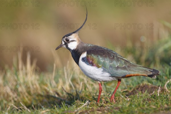 Northern Lapwing (Vanellus vanellus), Netherlands