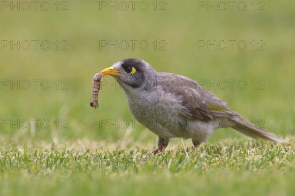 Noisy Miner (Manorina melanocephala), South Australia, Australia, Oceania
