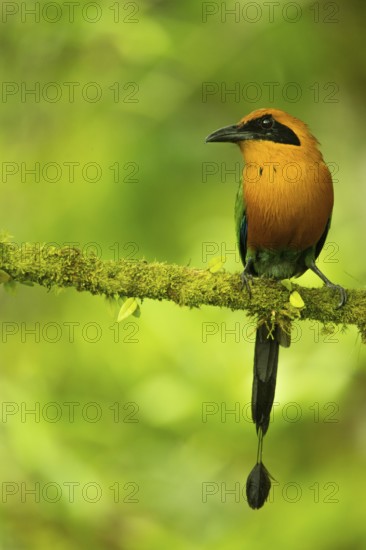 Rufous Motmot (Baryphthengus martii) perched on a branch, Mindo, Ecuador, South America