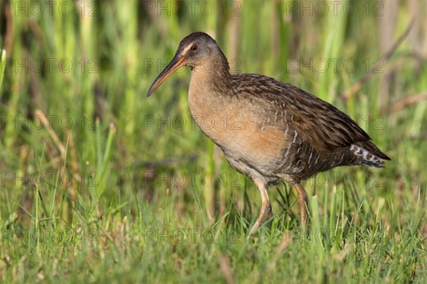 King Rail (Rallus elegans), Texas, USA, North America