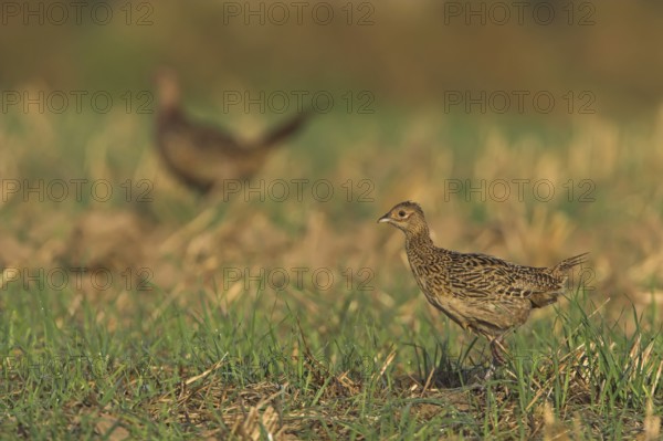 Common Pheasant (Phasianus colchicus), Rhineland-Palatinate, Germany, Europe