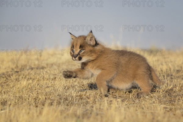 Caracal (Caracal caracal) cub, Castile-La Mancha, Spain, Europe