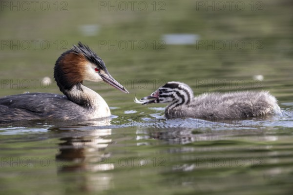 Great Crested Grebe (Podiceps Scalloped ribbonfish) with juvenile, Emsland, Lower Saxony, Germany, Europe