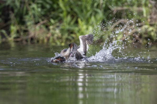 Great Crested Grebe (Podiceps Scalloped ribbonfish), fighting, Emsland, Lower Saxony, Germany, Europe