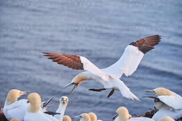 Northern gannet (Morus bassanus) flying over the sea at sunset, argiung with others while landing, wildlife, Helgoland, Germany, Europe