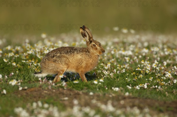European brown hare (Lepus europaeus) adult animal amongst Mayweed flowers in summer, England, United Kingdom, Europe