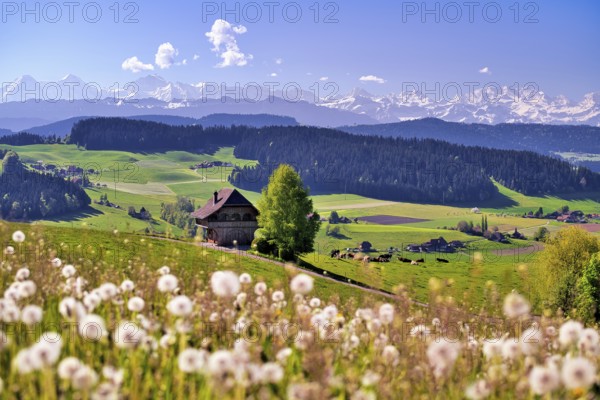 View over the Emmental with Bern granary, dandelion meadow (Leontodon) in the foreground, snow-covered Bernese Alps behind, Canton of Bern, Switzerland, Europe