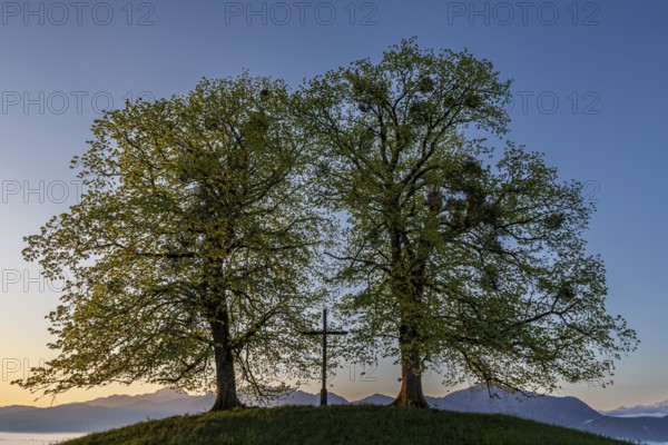 Two trees, chritstliches cross, mistletoe, backlight, sunrise, mountains, spring, view of Benediktenwand, Alpine foothills, Bavaria, Germany, Europe