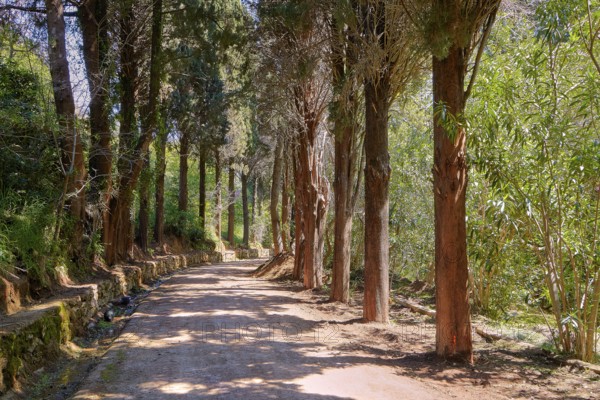 Shady forest path lined with tall, dense trees, Rodini Park, City Park, Rhodes Town, Rhodes, Dodecanese, Greek Islands, Greece, Europe