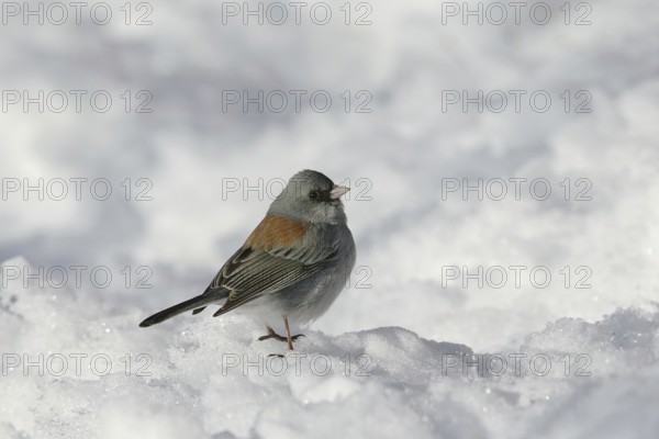Grey-headed Junco (Junco hyemalis caniceps), New Mexico, USA, North America