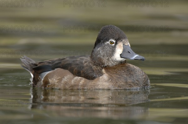 Ring-necked Duck (Aythya collaris) female, Texas, USA, North America