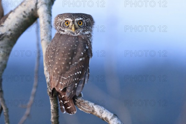 Eurasian Pygmy Owl (Glaucidium passerinum), Bavaria, Germany, Europe