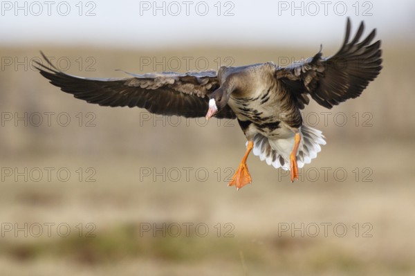 Greater White-fronted Goose (Anser albifrons) landing, North Rhine-Westphalia, Germany, Europe