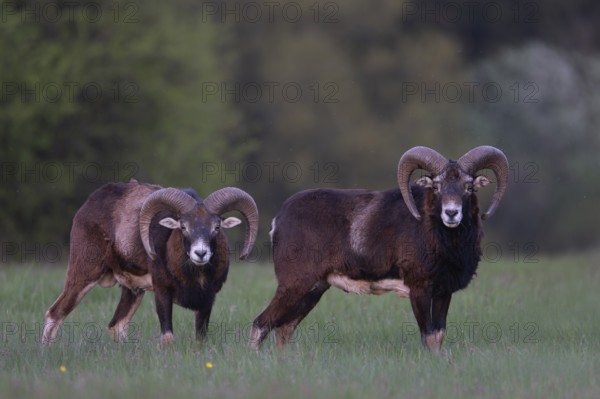 European mouflon (Ovis gmelini musimon, Syn.: Ovis orientalis musimon, Ovis aries musimon), Gerolstein, Eifel, Rhineland-Palatinate, Germany, Europe
