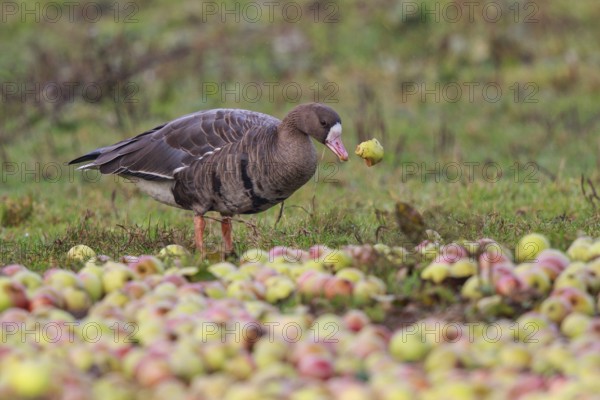 Greater White-fronted Goose (Anser albifrons), North Rhine-Westphalia, Germany, Europe
