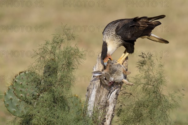 Northern Crested Caracara (Caracara cheriway) feeding on carrion, Texas, USA, North America