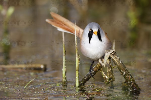 Bearded Reedling (Panurus biarmicus) male foraging in reedbed, Mecklenburg-Western, Pomerania, Germany, Europe