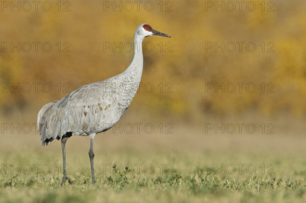 Sandhill Crane (Antigone canadensis), New Mexico, USA, North America