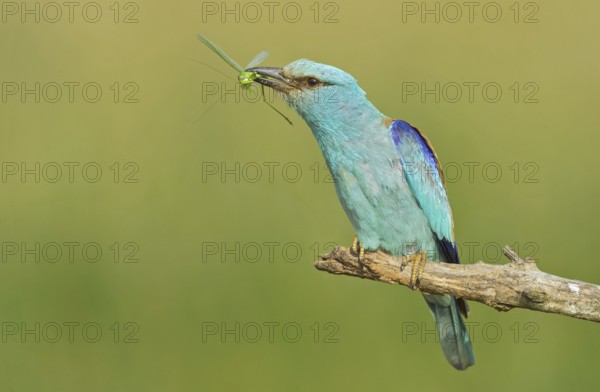 European Roller (Coracias garrulus) perched on a branch with grasshopper in beak, Hortobagy National Park, Hungary, Europe