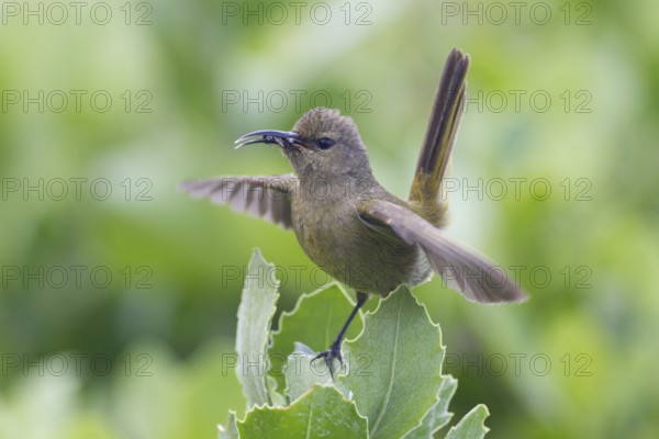 Orange-breasted Sunbird (Anthobaphes violacea) female, Western Cape, South Africa, Africa