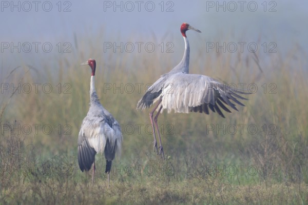 Sarus Crane (Antigone antigone), Keoladeo National Park, India, Asia