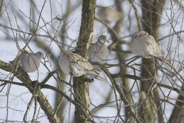 Eurasian Collared Dove (Streptopelia decaocto), Saxony, Germany, Europe
